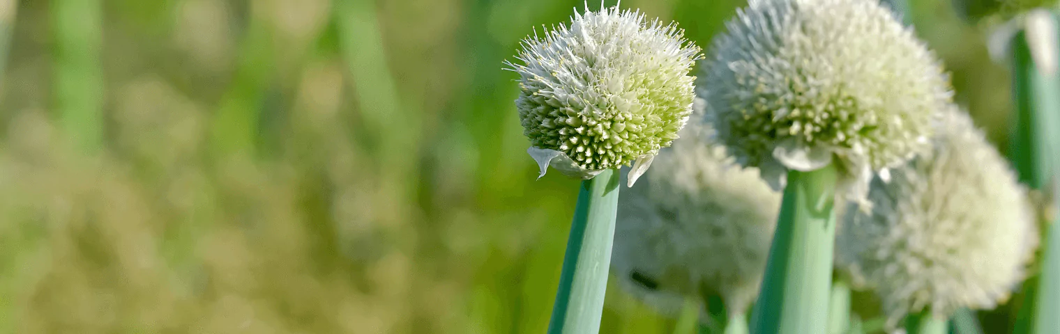 難波ネギは繊細な野菜・・・ 収穫は全て手作業で